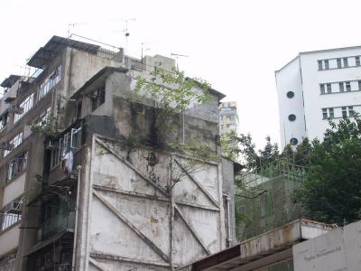 building side forest - only in Hong Kong