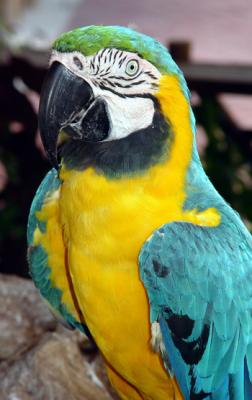 Parrot1.jpg