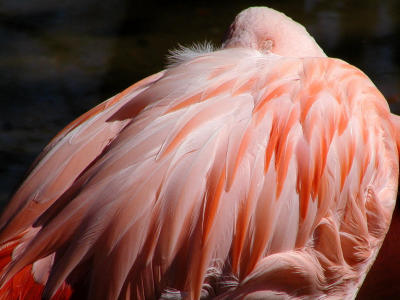Flamingo Napping