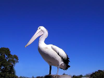Pelican Close3 copy.jpg