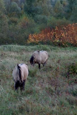 DSCF5246.jpg