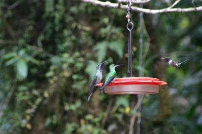 Assorted Hummingbirds