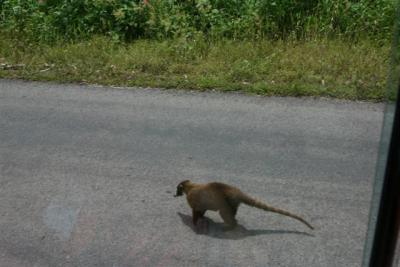 Coatimundi