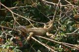Iguana