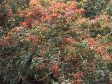 Flame Tree