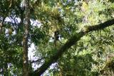 Howler Monkey