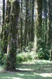Mossy Trees
