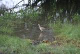 Whimbrel