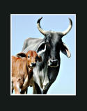 Cow and calf.jpg