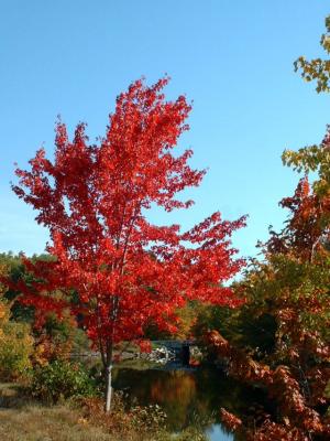 red tree.jpg