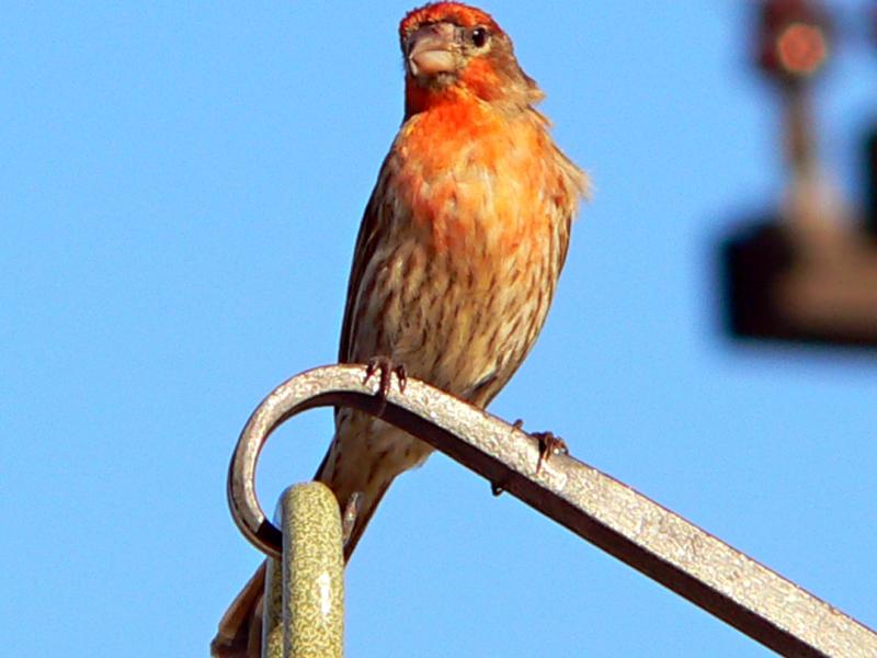 male finch.jpg