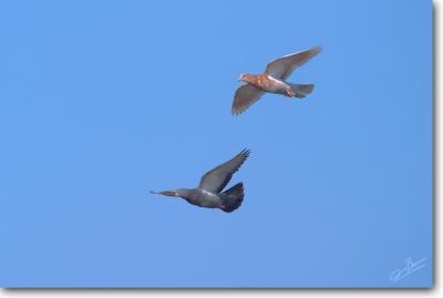 Rock Doves
