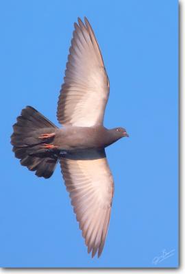 Doves / Cuckoos