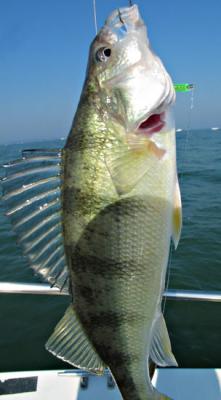 Perch Fishing