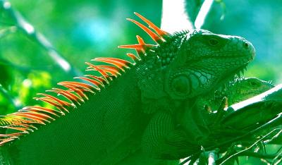 Big Daddy Iguana takin in the rays on the Ficus Tree