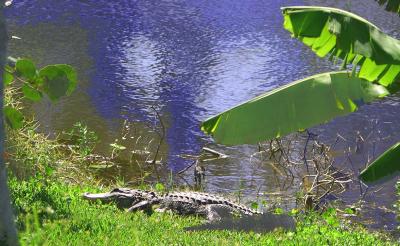 Gator Boy  (bout 12 feet long - 2004) takin in the rays on the south lake bank after a good meal!