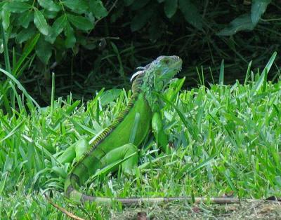 Iguana JR. watches for Suzzie the dog