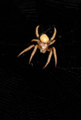 A 4 inch Orb (night) Spider Lookin for a meal