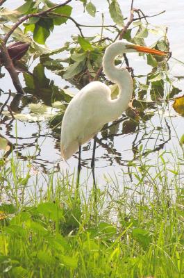 This Great Egret loves eating Snakes in our yard