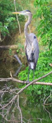 a mature Great Blue Heron checking me out - cannot get close to him