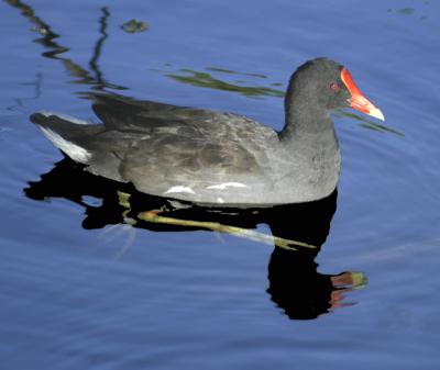 Daddy MoorHen keeping a watchful eye