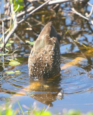Mrs Limpkin dunkin for a Freshwater Clam