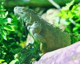 This teen aged Iguans is quite friendly