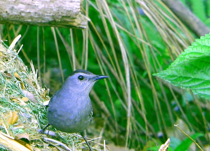 possibly a Catbird & is very friendly