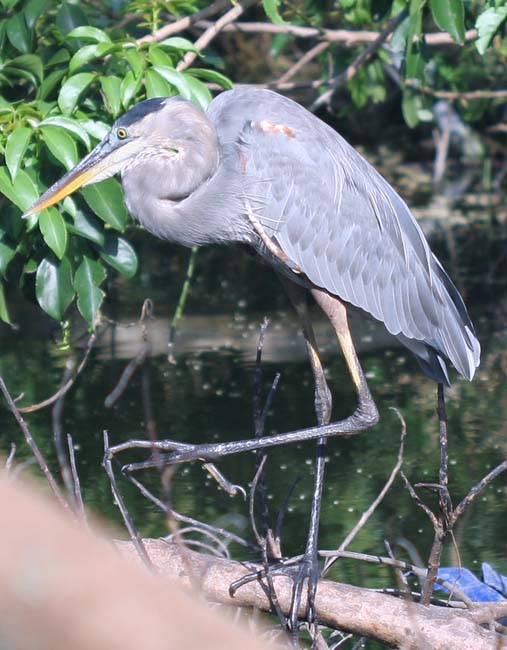 Great Blue Heron doing the one-step
