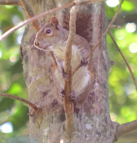 A Little Fuzzy Tail checkin out the situation