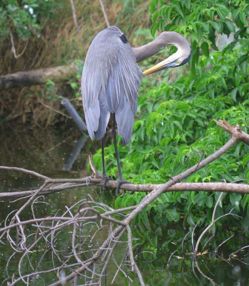 the mature Great Blue making sure he looks good for the Ladies