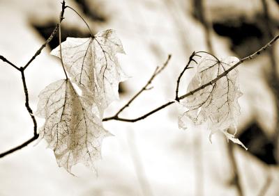 leaves3.jpg