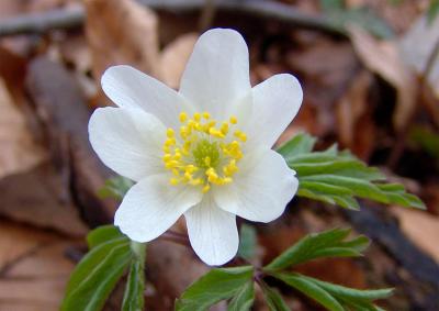 Anemone nemorosa