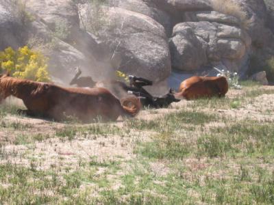 Having a good dirt bath