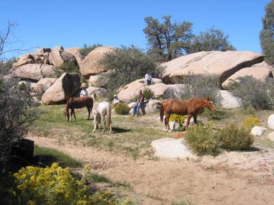 Lunch w/ the horses