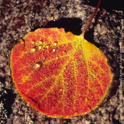 u7/jeaniesa/medium/22116591.AAspenleafdew.jpg