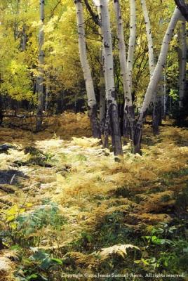Autumn 2003