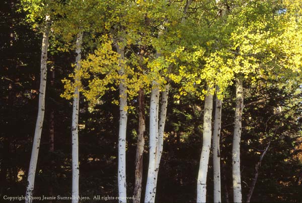 Aspen trunks