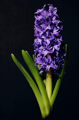 purple Hyacinth 1s