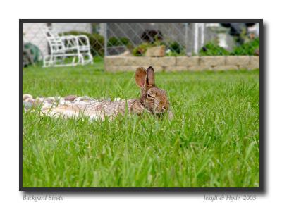 Backyard Siesta