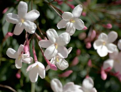 little white flowers.jpg