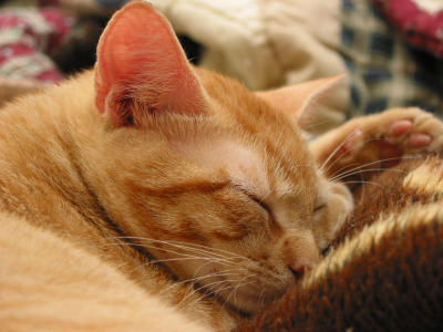 Autumn snoozin'