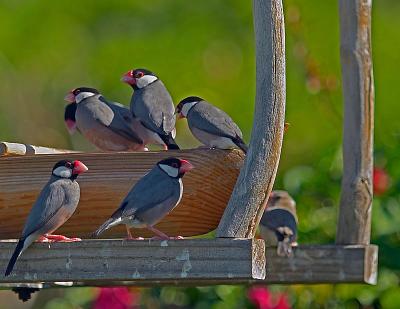 Java Finches/Swallows