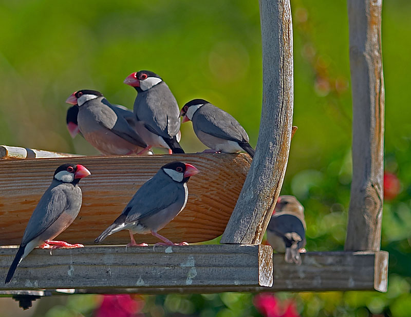 Java Finches/Swallows