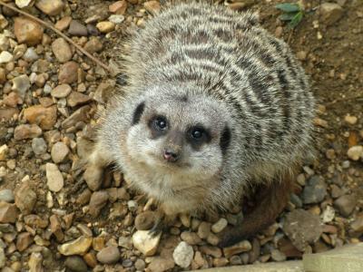 WHATS UP - MEERKAT