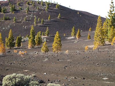 pine trees growing in volcanic soil