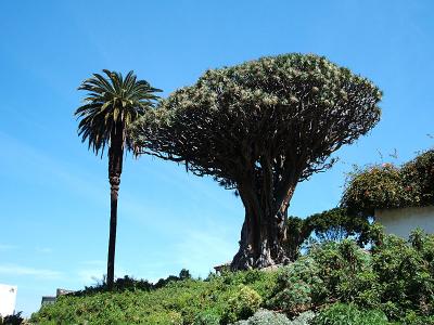 Dragon tree with date palm tree