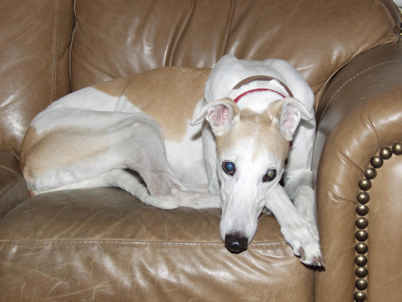 Pookie Dog.jpg