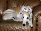 Pookie Dog 3.jpg