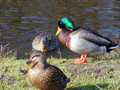 Three Ducks.jpg